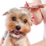 کاهش اضطراب سگ در هنگام اصلاح